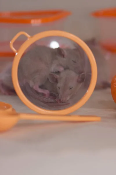 Les souris dorment dans la vaisselle. Rongeurs décoratifs gros plan . — Photo