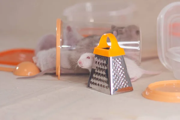 Um rato com um ralador. Closeup roedor decorativo . — Fotografia de Stock