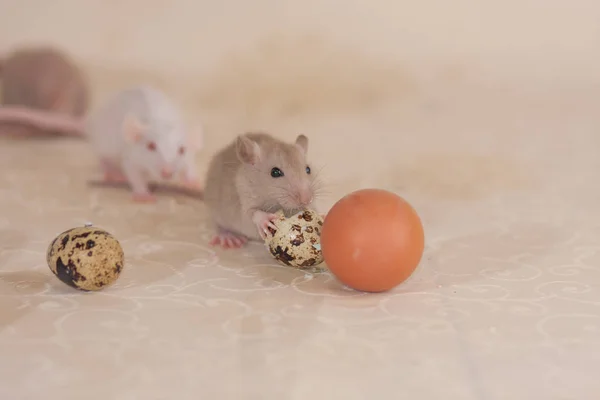 Mouse with quail and chicken eggs. Rat with food. — Stock Photo, Image