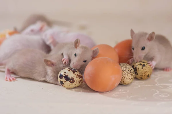Decorative rodents with chicken and quail eggs. — Stock Photo, Image