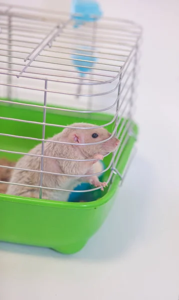 Das Konzept ist abgeschlossen. die Maus sitzt hinter Gittern. — Stockfoto