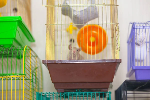 Schaut die Maus aus dem Käfig. die Ratte sitzt im Haus. — Stockfoto