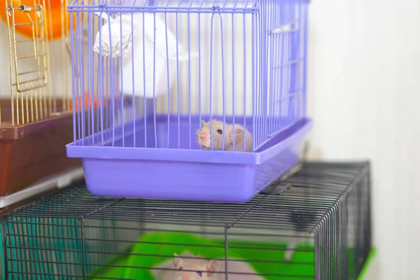 Myš se v kleci nudí. Za mřížemi sedí dekorativní krysa.. — Stock fotografie