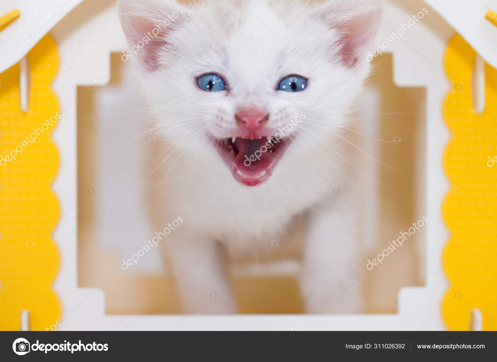 cat muzzle for meowing cat muzzle for meowing