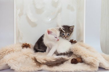 Yavru kediler tüylü bir halıda. Tekir kedi beyaz bir kediyi kucaklıyor..