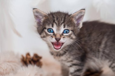 Çizgili kedi miyavlamaları. Bir kedinin ağzı. Yaklaş..