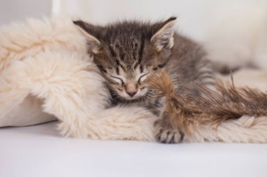Yumuşak bir halıda uyuyan sevimli bir kedi yavrusu. Ev konforu.