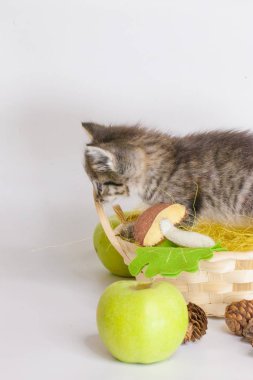 Oyuncakların arka planında çizgili kedi yavrusu.