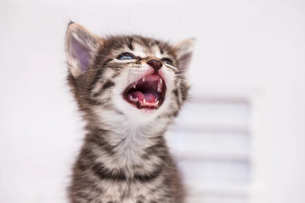 Kufa miauczy kot zbliżenie. Kot krzyczy. — Zdjęcie stockowe