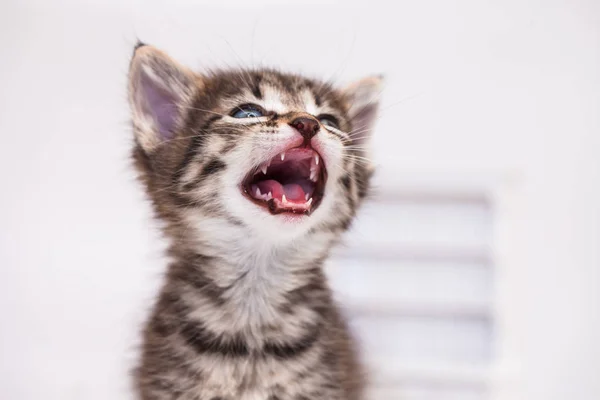 Ağızlıkla miyavlayan kedi. Kedi çığlık atıyor..