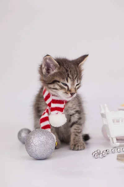 Noworoczne koty. Zwierzęta domowe na tle zabawek noworocznych. — Zdjęcie stockowe