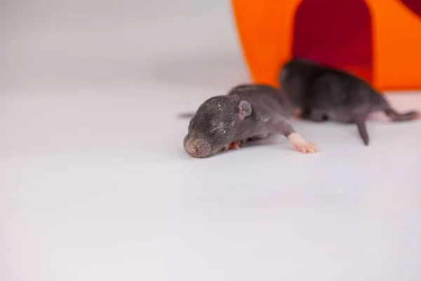 Yeni doğmuş küçük kör fareler. Yavrular uyuyor.. — Stok fotoğraf