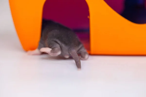 La espalda de una rata recién nacida. Dulce ratoncito . —  Fotos de Stock