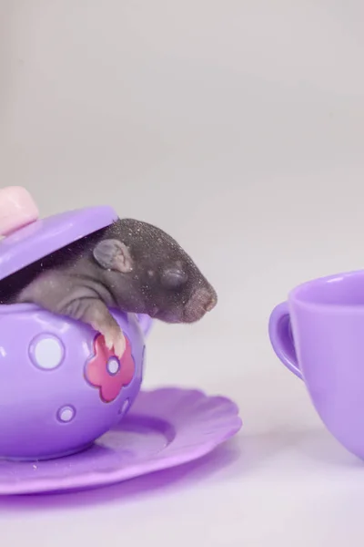 Malá myška sedí v konvici na hračky pro děti. — Stock fotografie