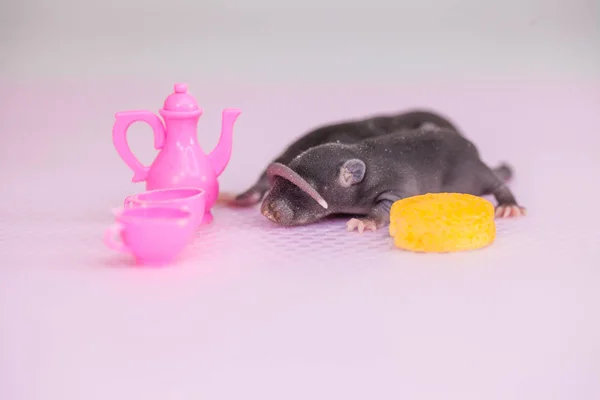 Koncept je miniaturní. Malá novorozená myš leží na pozadí dětských jídel. — Stock fotografie