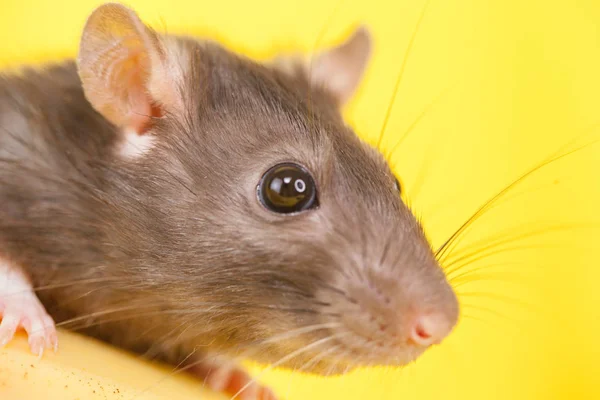 Muzzle of a gray rat on a yellow background close-up. — Stock Photo, Image