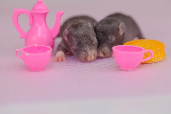 Koncept dětství. Malé novorozené myši na pozadí hraček nádobí. — Stock fotografie