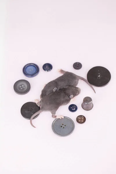 Koncepcja miniatury. Młode szczury ślepe zbliżenie. — Zdjęcie stockowe