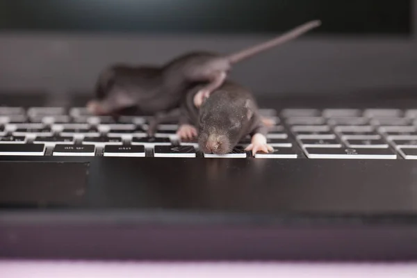 Kleine neugeborene Ratten. dekorative Nagetiere aus nächster Nähe. — Stockfoto