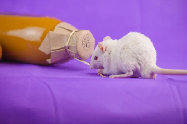 Vit råtta med en flaska juice. Musen på bakgrunden av havtorn juice. — Stockfoto