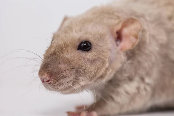 Big beige rat close up. The mouse is looking at the camera. — Stock Photo, Image