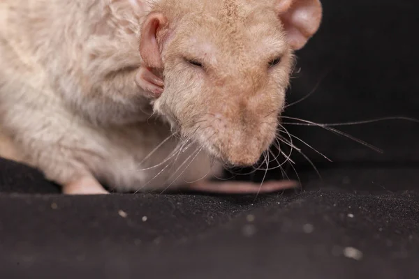 ベージュの大きなネズミが洗う。装飾的なペットを閉じます. — ストック写真