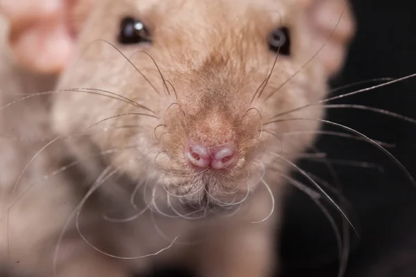 Muzzle of a beige rat close up. Decorative home rodents.