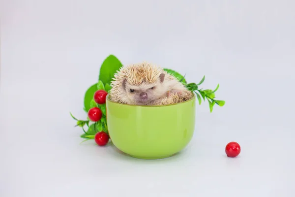 Un pequeño erizo se sienta en una gran taza verde. Animales obedientes . —  Fotos de Stock