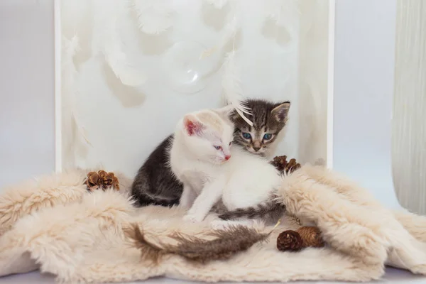 Kätzchen liegen auf einem flauschigen Teppich. Tabby-Katze umarmt eine weiße Katze. — Stockfoto