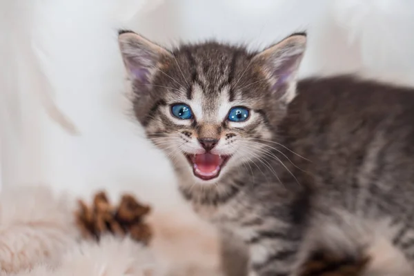 Striped kitten meows. Muzzle of a cat close up. — Stock Photo, Image