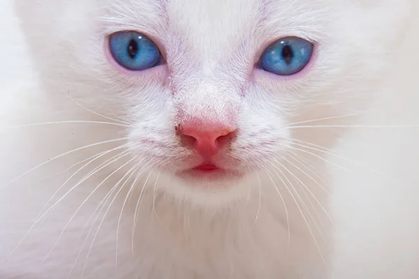 Морда белого котенка крупным планом. Лицо кота с голубыми глазами . — стоковое фото