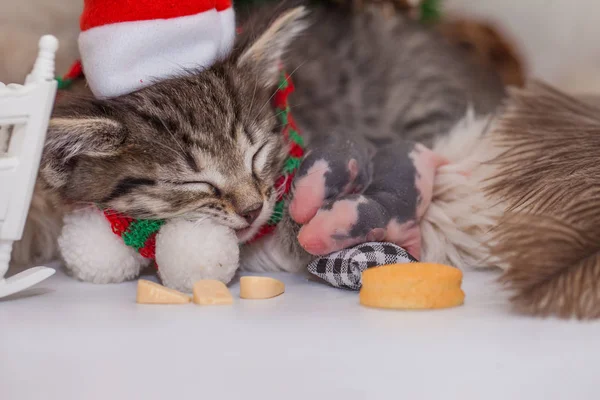 Kedi kucağında küçük bir fareyle uyuyor. Yeni yıl dostları. — Stok fotoğraf