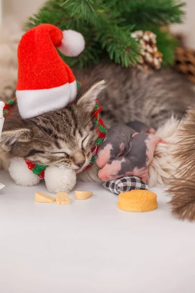 Festive pets. The cat sleeps under the tree with the mouse.