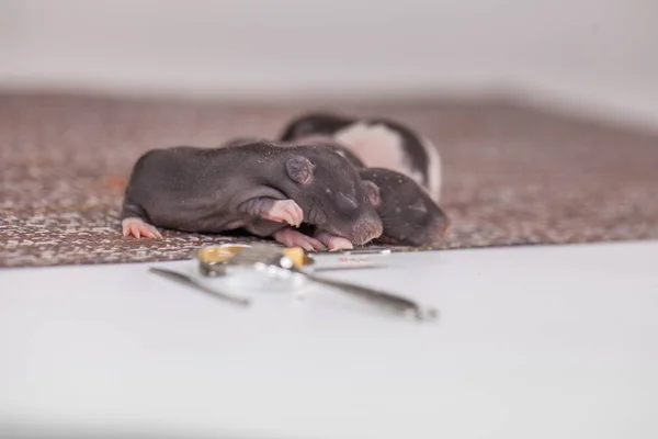 The concept of helplessness. Newborn mice are sleeping. — Stock Photo, Image