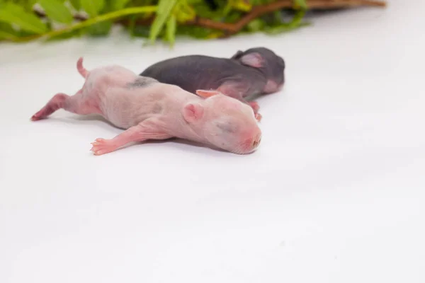 The concept of defenselessness. Newborn baby mouse close-up. — Stock Photo, Image