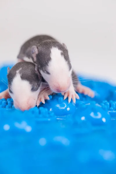 Yeni doğan kavramı. Küçük fare yavruları. — Stok fotoğraf