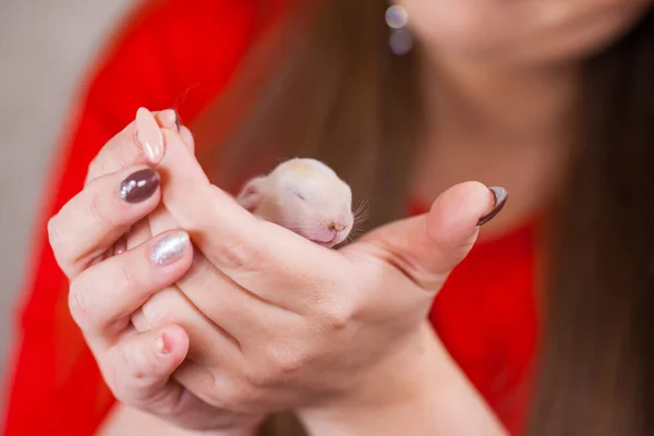 Um pequeno rato senta-se em mãos femininas com uma bela manicure . — Fotografia de Stock