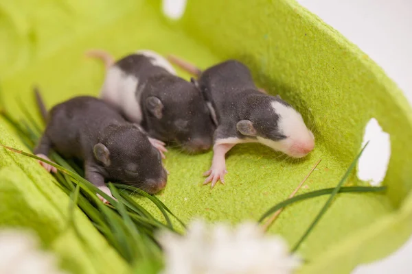Das Konzept der Hilflosigkeit. Junge Ratten aus nächster Nähe. — Stockfoto