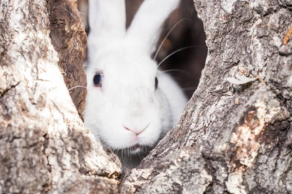 一只白兔坐在一个中空里. 兔子躲在一棵树下. — 图库照片
