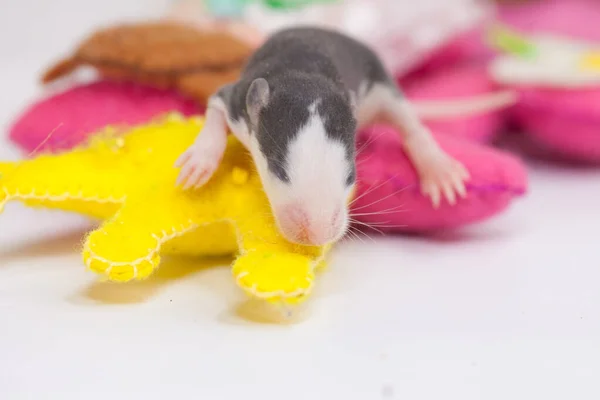 The concept of plush. Mouse cub close-up.