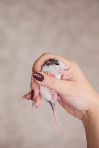El concepto es pequeño. Una rata muy pequeña en la mano de un hombre . —  Fotos de Stock