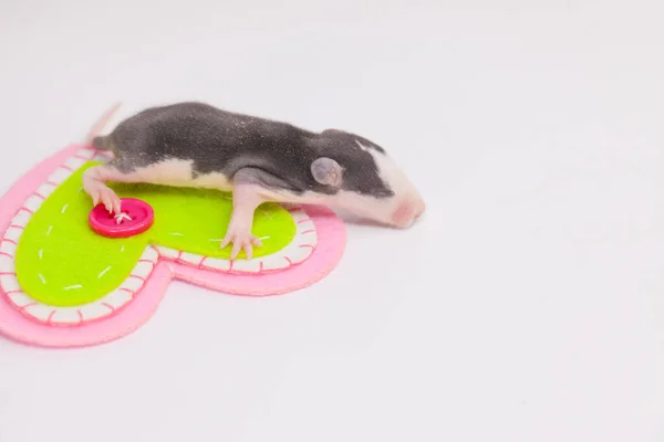 Begreppet blind kärlek. En nyfödd blind mus ligger på hjärtat. — Stockfoto