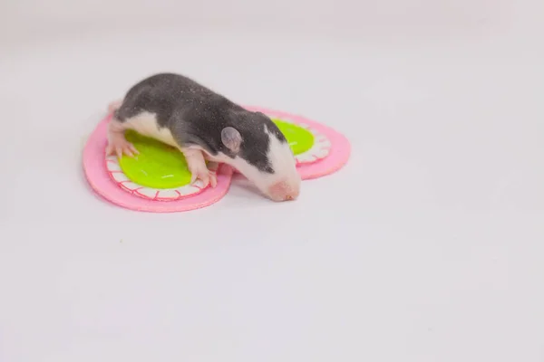 El concepto de impotencia. Un ratón recién nacido yace en el corazón . —  Fotos de Stock