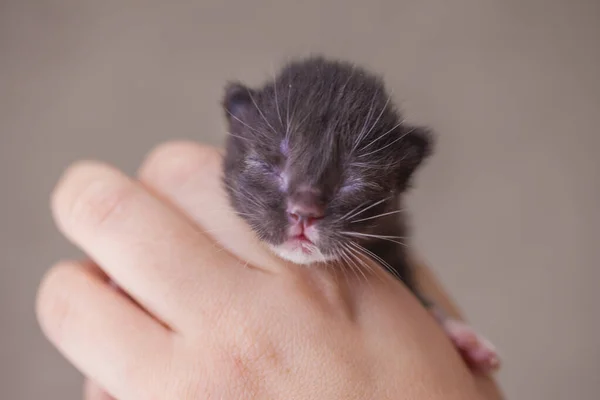 Nahaufnahme eines neugeborenen blinden Kätzchens. Haustiere. — Stockfoto
