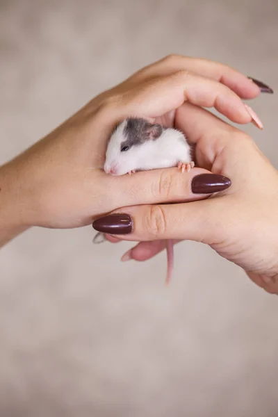 The concept of tenderness. A tiny mouse to the hands of a man. — Stock Photo, Image