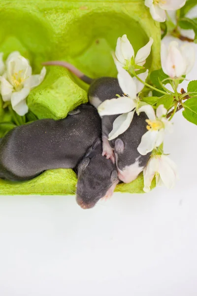 Le concept de tendresse. Petites souris avec des fleurs . — Photo