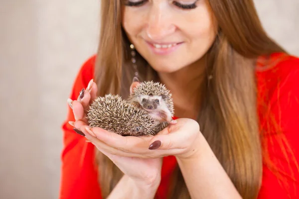 A girl looks at a hedgehog. Home decorative rodents.