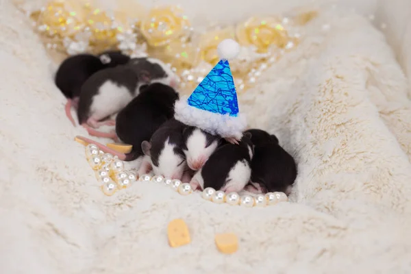 Neugeborene Ratten auf dem Hintergrund von Weihnachtsspielzeug. — Stockfoto
