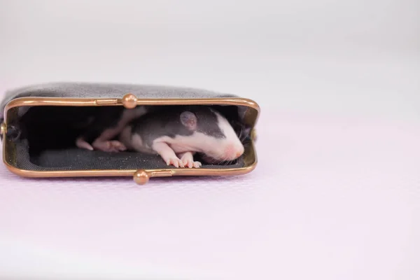 富の概念。ネズミが財布の中に座っている. — ストック写真