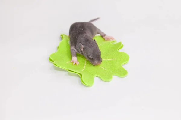 El concepto de pequeñez. Pequeño primer plano de rata . — Foto de Stock